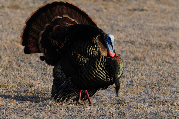 turkey in strut