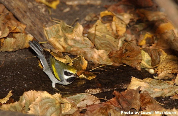 Golden-winged Warbler standing in shallow water
