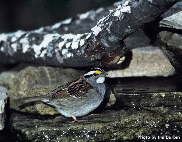 White-throated Sparrow standing in shallow water