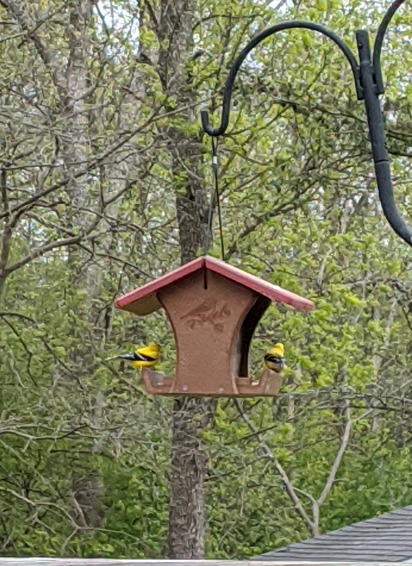 Goldfinches at feeder in late spring