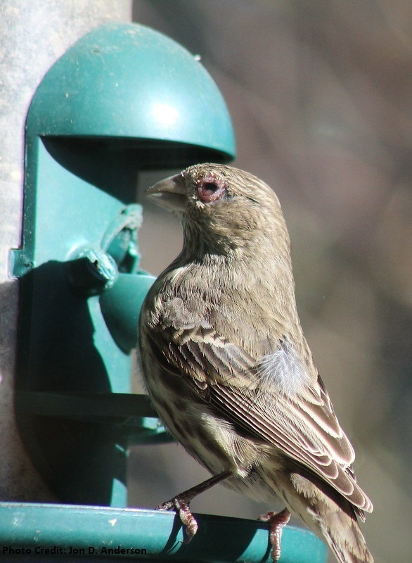 House finch swollen eye at feeder