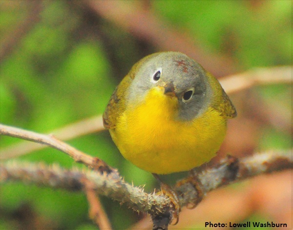 Nashville Warbler Looking into Camera