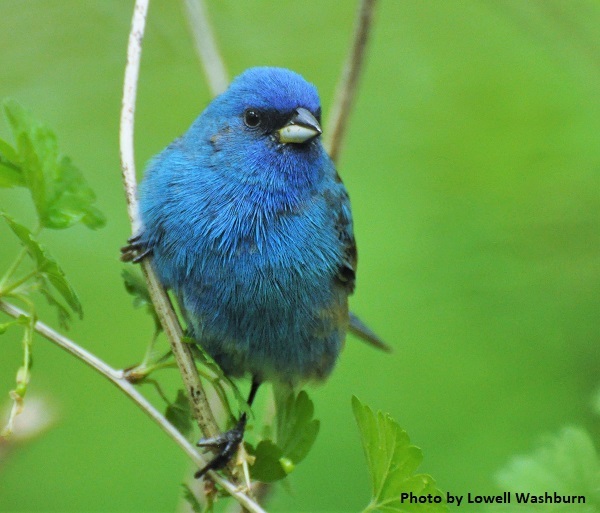 Indigo Bunting