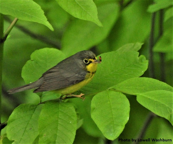 Canada Warbler