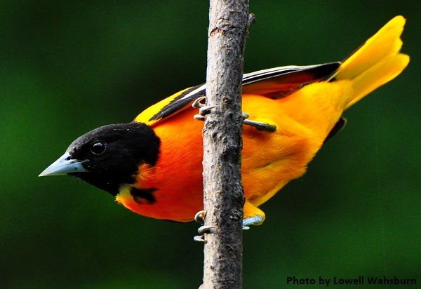 Male Baltimore Oriole