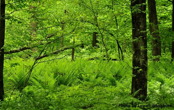 Woodland in Spring