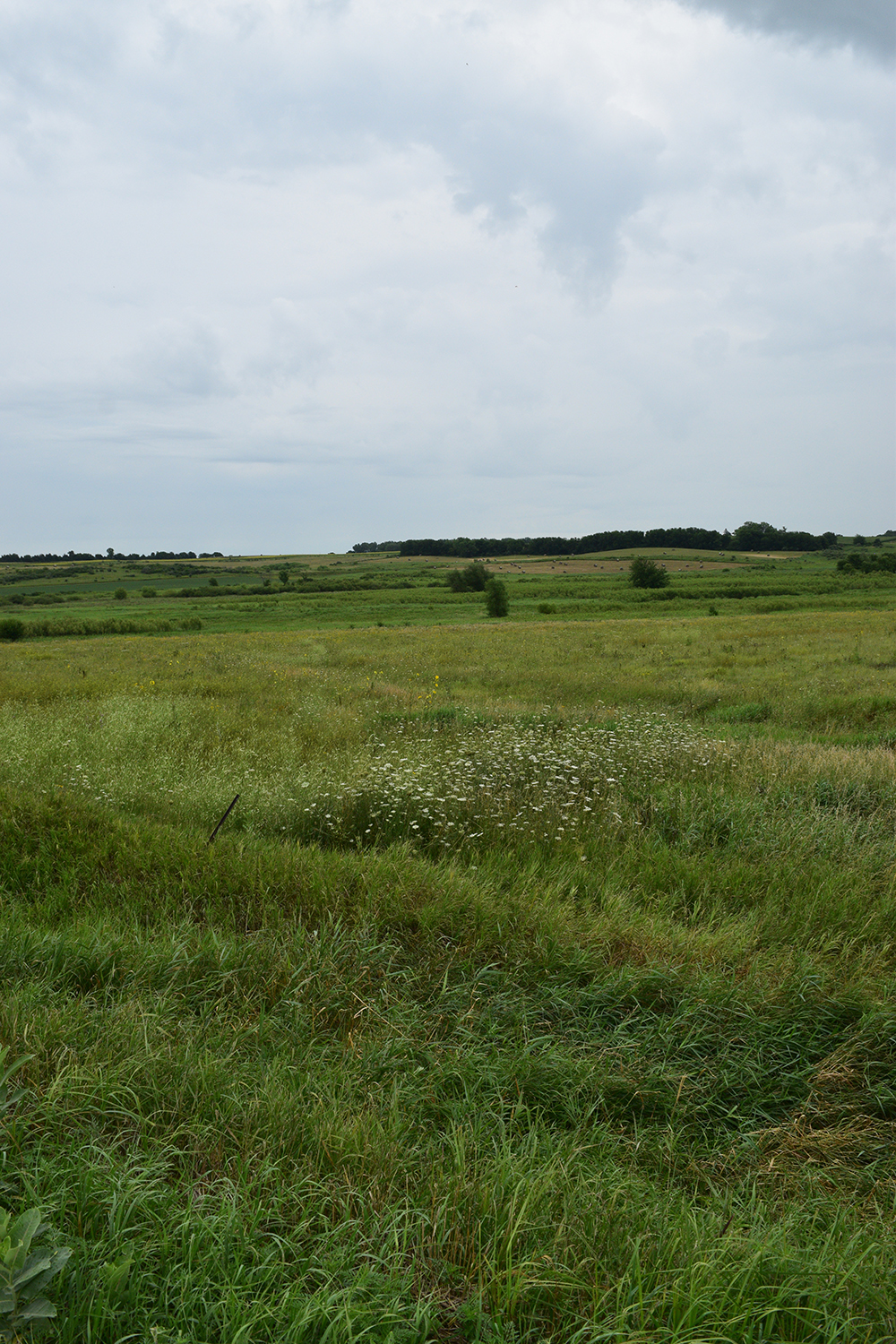 hendrickson marsh new prairie area looking east