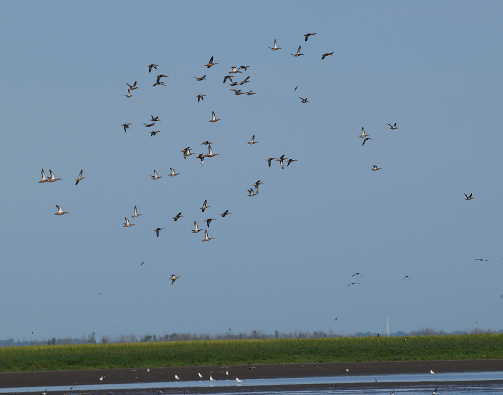 bluewing teal red rock