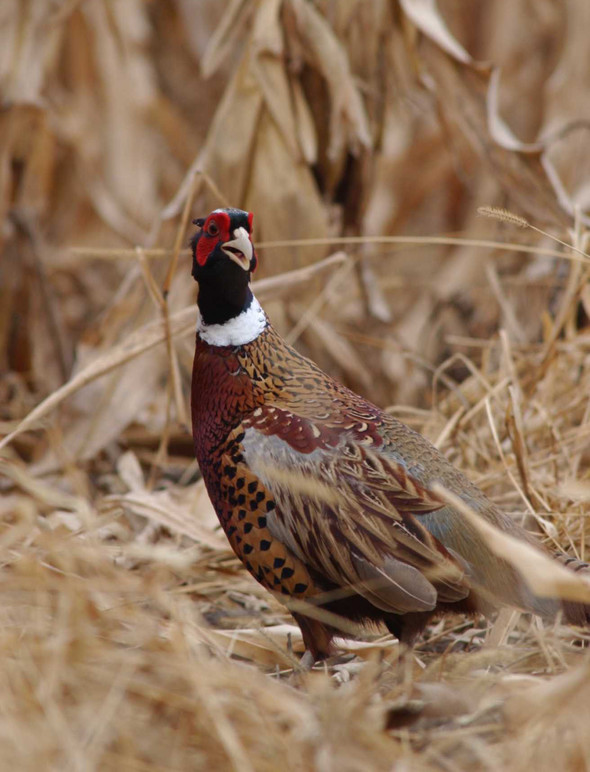 fall pheasant
