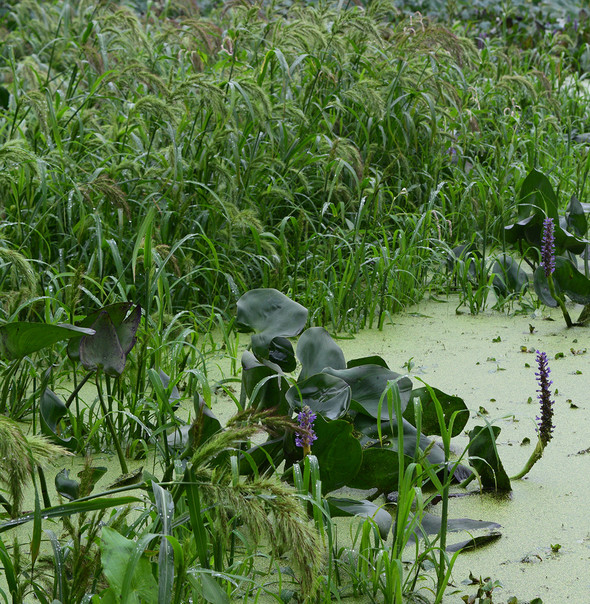 cone marsh wildlife area