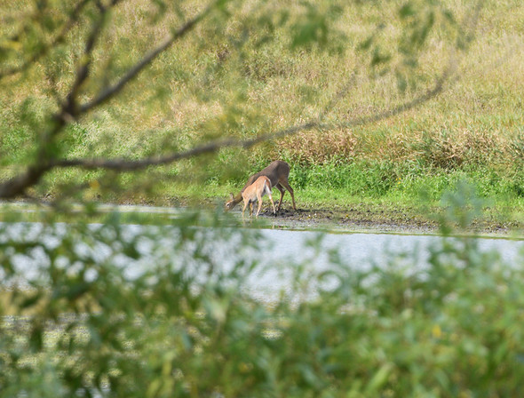 Doe and Fawn at V&W Petersen Wildlife Area