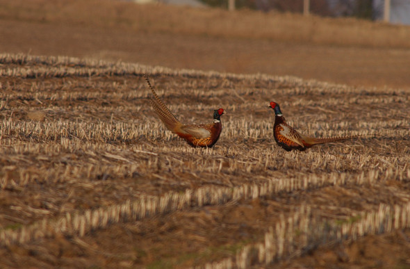 pheasants in picked field