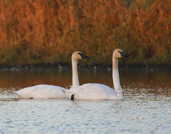 A pair of swans gliding through the water
