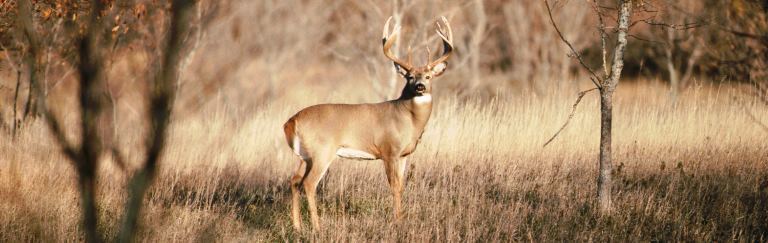 Iowa's shotgun deer seasons just around the corner