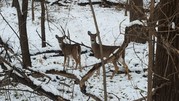 Winter deer