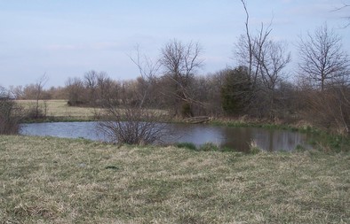 Fishless breeding pond used by amphibians