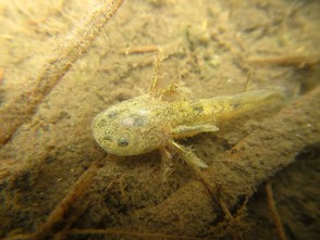 Tiger Salamander larva