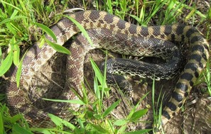 Bull Snake