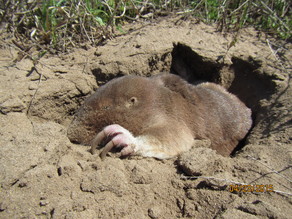 pocket gopher in burrow