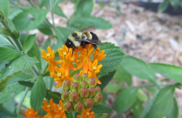 Rusty-patched bumblebee on Butterfly Milkweed