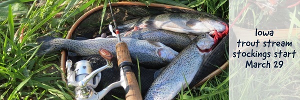 A fishing net full of trout caught in northeast Iowa trout streams.