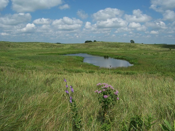 The Wonder Of Wetlands - Learning Opportunity Alert!