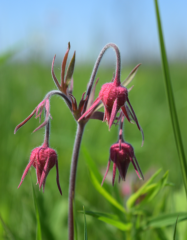 prairie smoke at hayden prairie