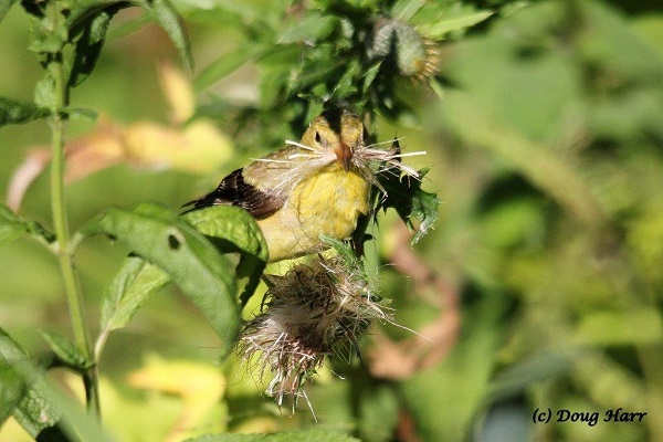 Goldfinch on Thistle