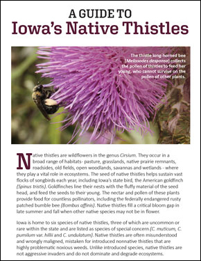 Screenshot of Thistle Brochure