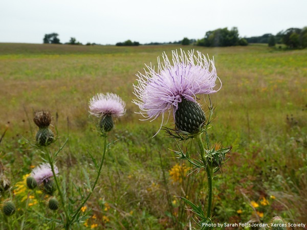 Field Thistle Bloom