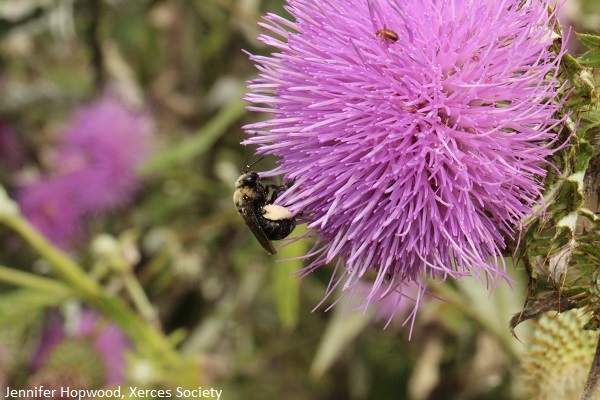 Bee on Thistle