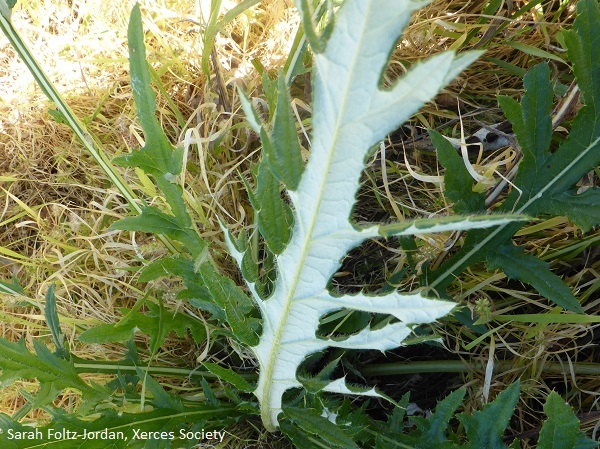 Underside of a field thistle leaf
