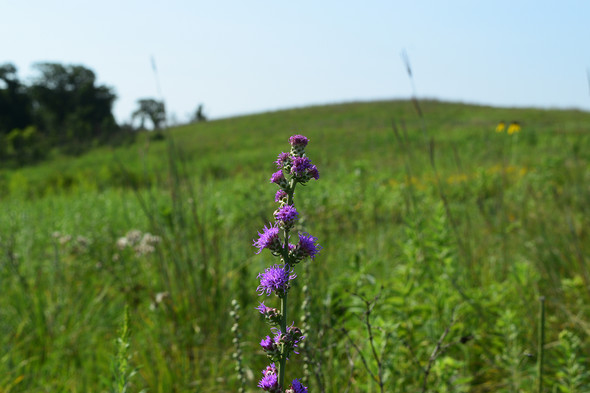 prairie blazing star