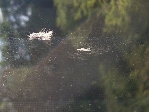 a bird feather stuck to a window