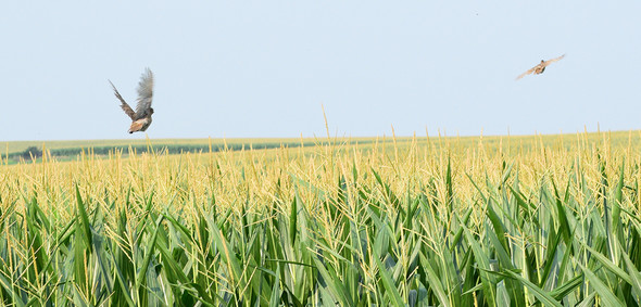 young pheasants flushing over cornfield
