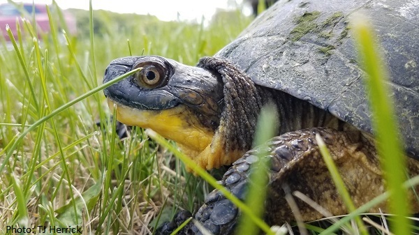 Close up of a Blandings Turtle Smiling