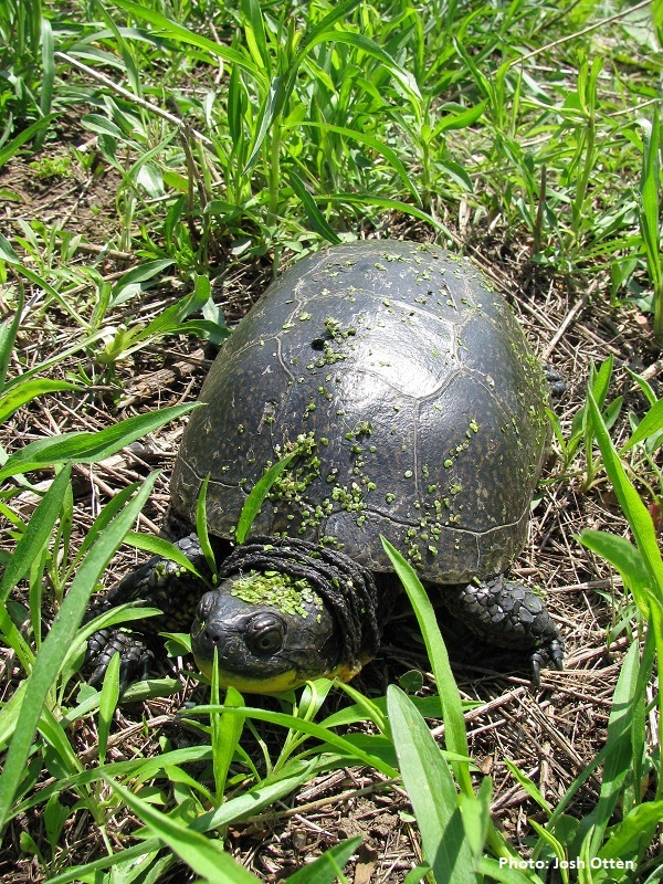 Blandings turtle from the front in grass