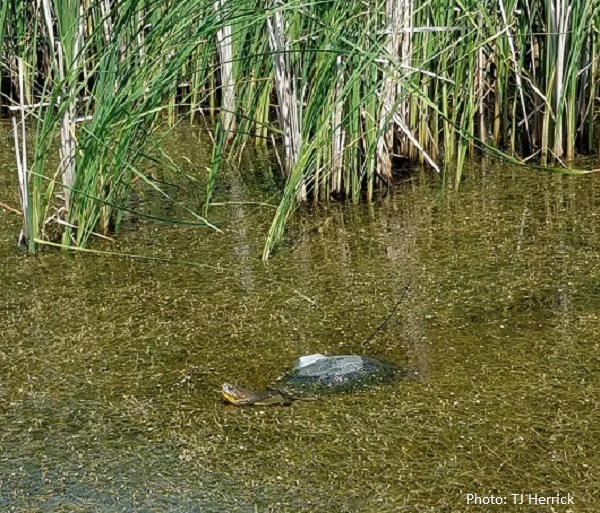 Blandings Turtle in water sporting a transmitter