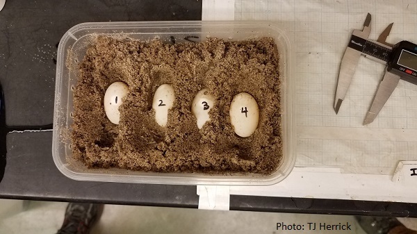 Blandings Turtle eggs nestled in sand
