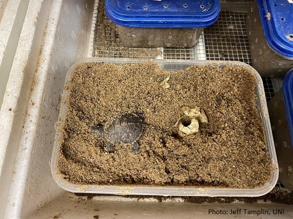 A hatchling blandings turtle