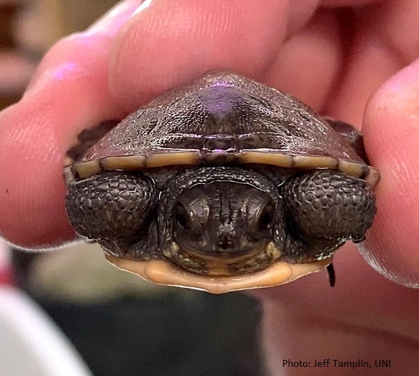 Baby Blandings Turtle