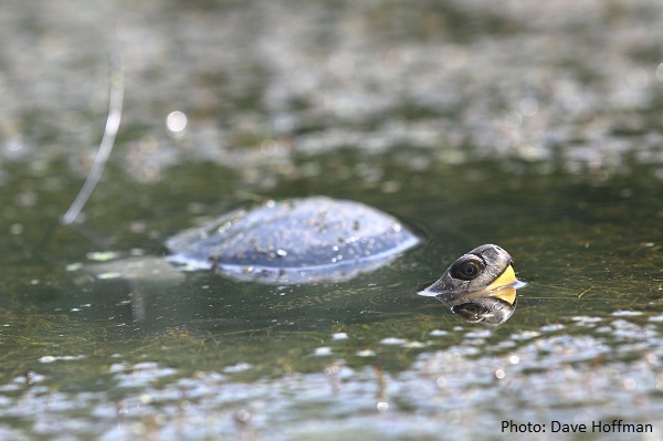 Blandings turtle in water
