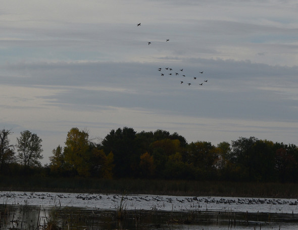 Waterfowl over Lizard Lake