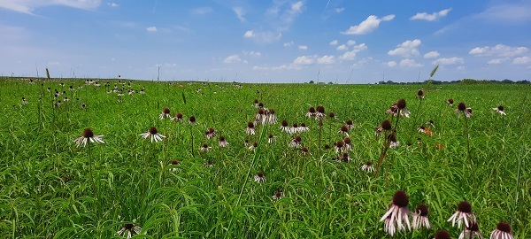 Prairie with lots of blooming Echincaea