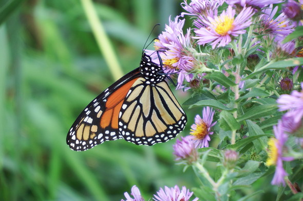 Monarch Nectaring on Aster