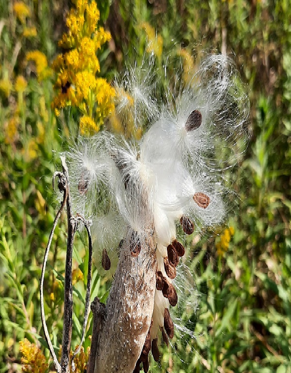 Milkweed Seed bursting out of pod