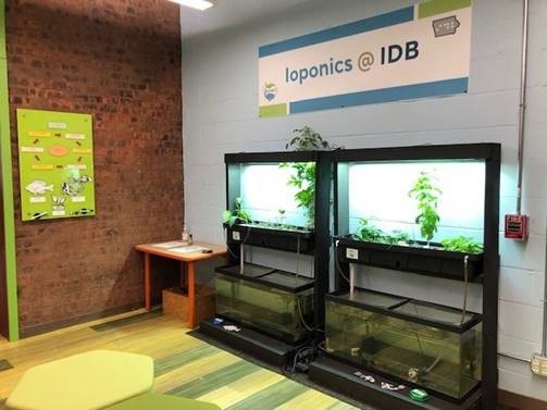 IDB Ioponics