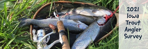 A net full of trout.
