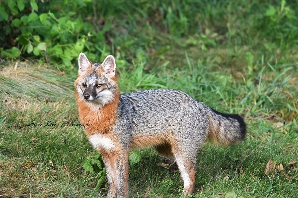 A side view of a gray fox