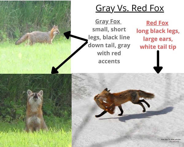 WANTED! Gray Fox Sightings.